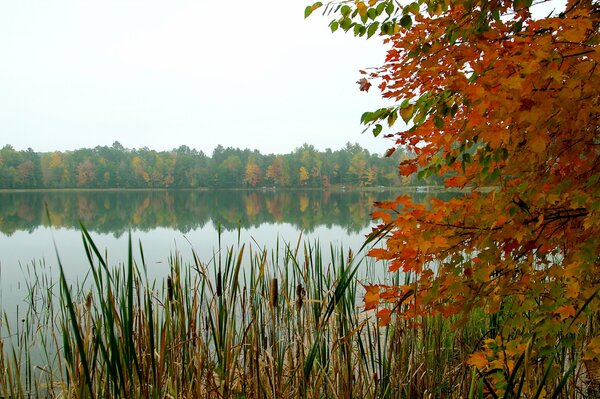 Ciel forêt lac arbres automne roseaux