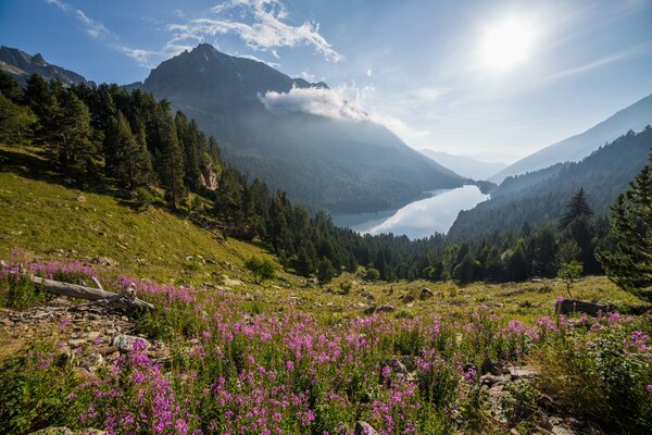 Natura della foresta. Il sole splende sulle montagne