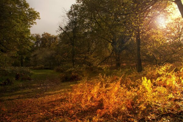 Paisaje de naturaleza otoñal con luz solar