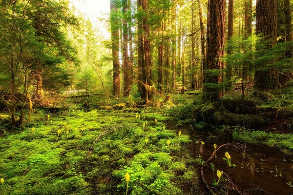 En el bosque florecieron las flores y se volvió verde la hierba