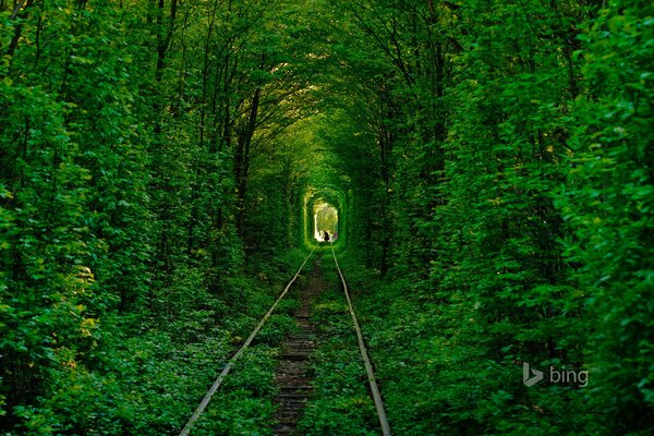 Tunnel of love among the woods in Ukraine