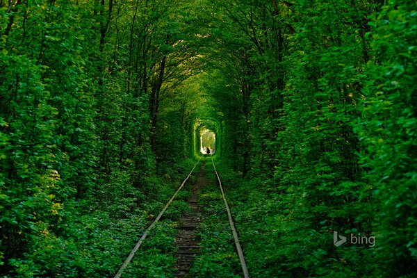 Tunel miłości wśród lasu na Ukrainie