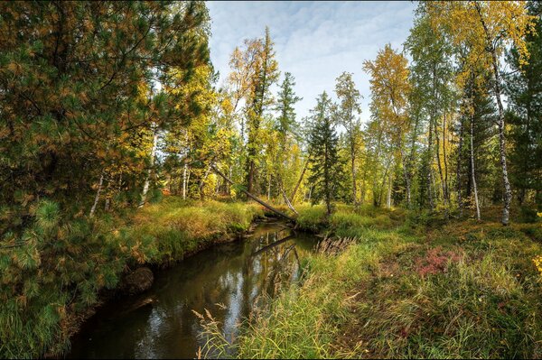 Paesaggio autunnale sopra il ruscello