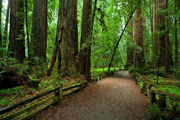 National Park in California