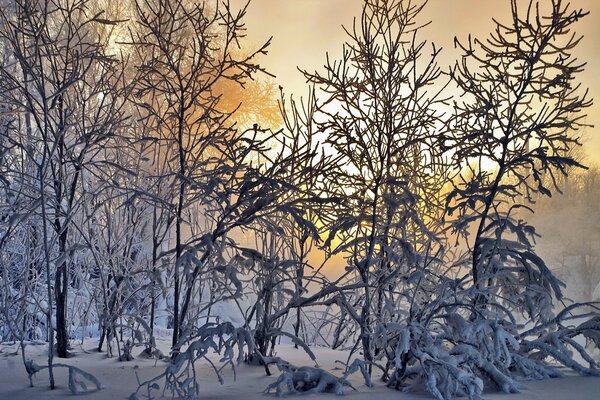 Winter landscape of trees in frosty frost