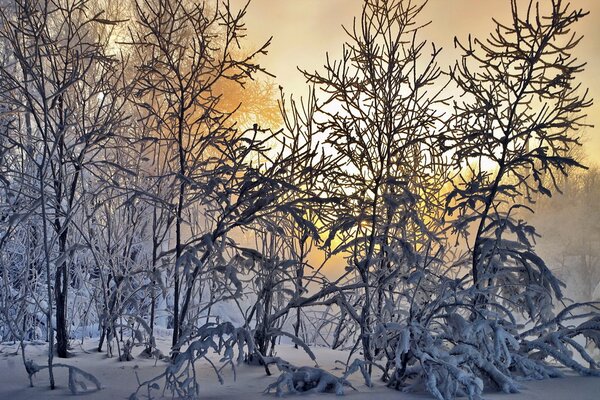 Zimowy krajobraz drzew w mroźnym szronie