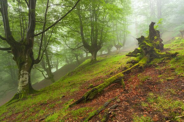 Hang in einem verschwommenen Herbstwald