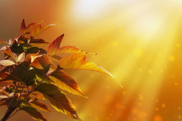 Осенние листья в золотом свете