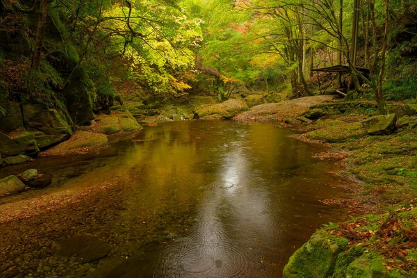 Autumn beauty of trees and rivers