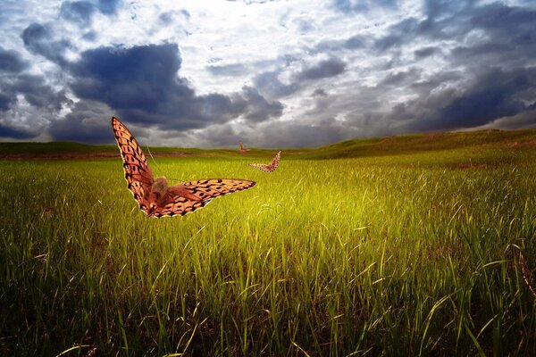 Mariposas contra un cielo oscuro