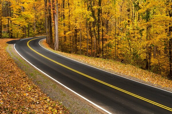 Glatter Weg im Herbstwald