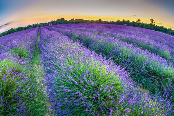 Immense plantation de lavande sur fond de ciel du soir