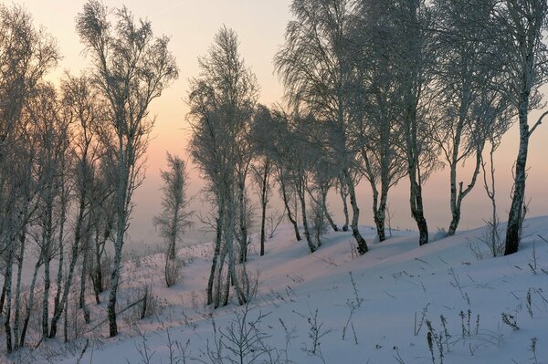 Natur im Winter im Wald