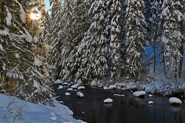 La bellezza della foresta invernale sul fiume