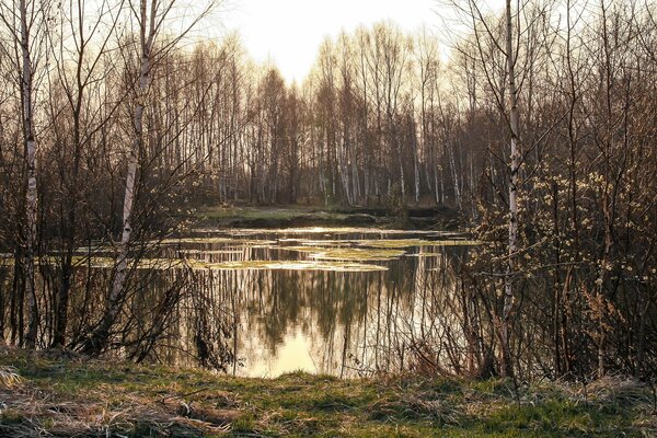 La belleza primaveral del bosque y el lago