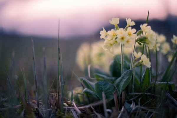 Die Schönheit der Blumen auf dem Hintergrund des Sonnenuntergangs