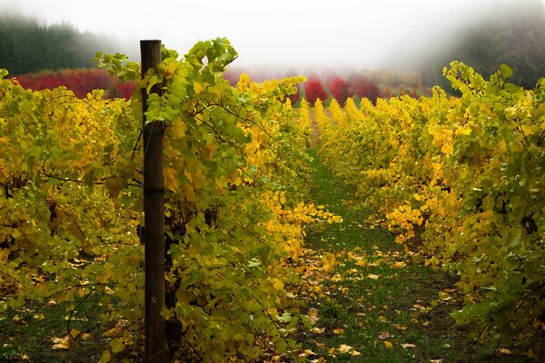 Fotos von Weinbergen im Herbst