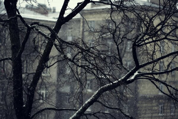 Серые будни в начале зимы