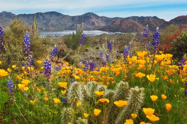 A field of colors. Sky. Mountains