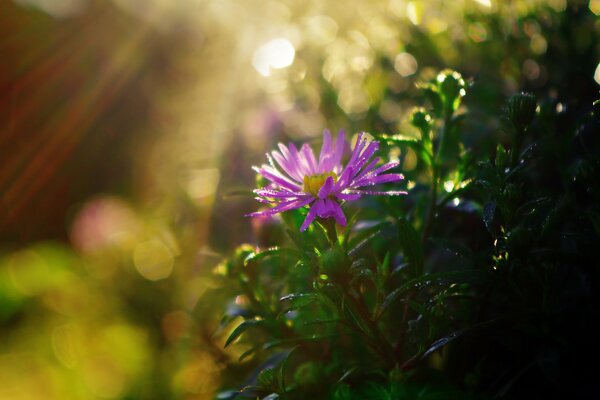 Fiore di mattina presto dopo la pioggia