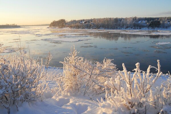 Increíbles árboles de invierno junto al río