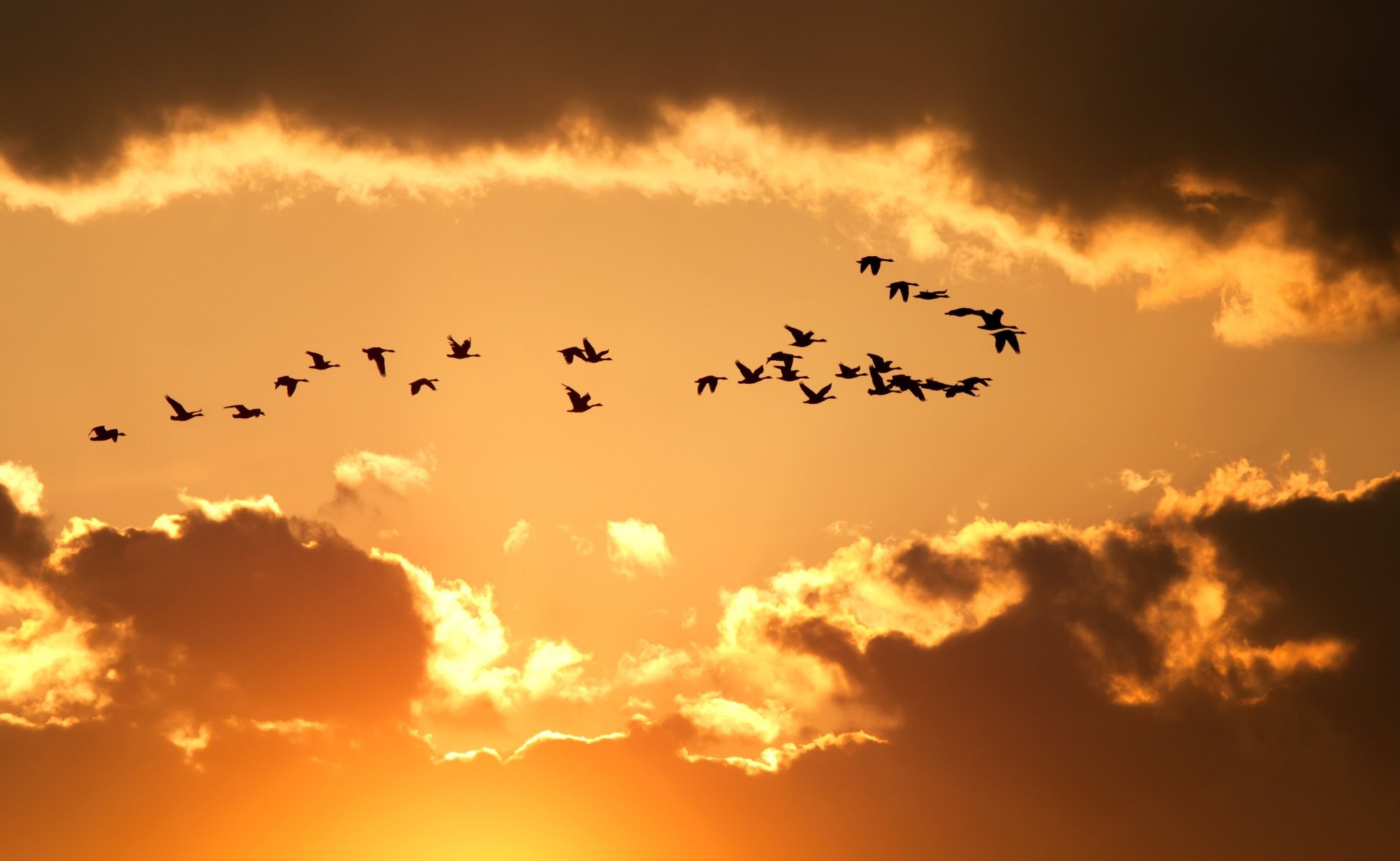 natura cielo nuvole uccelli volo sagome giallo sfondo carta da parati widescreen schermo intero widescreen