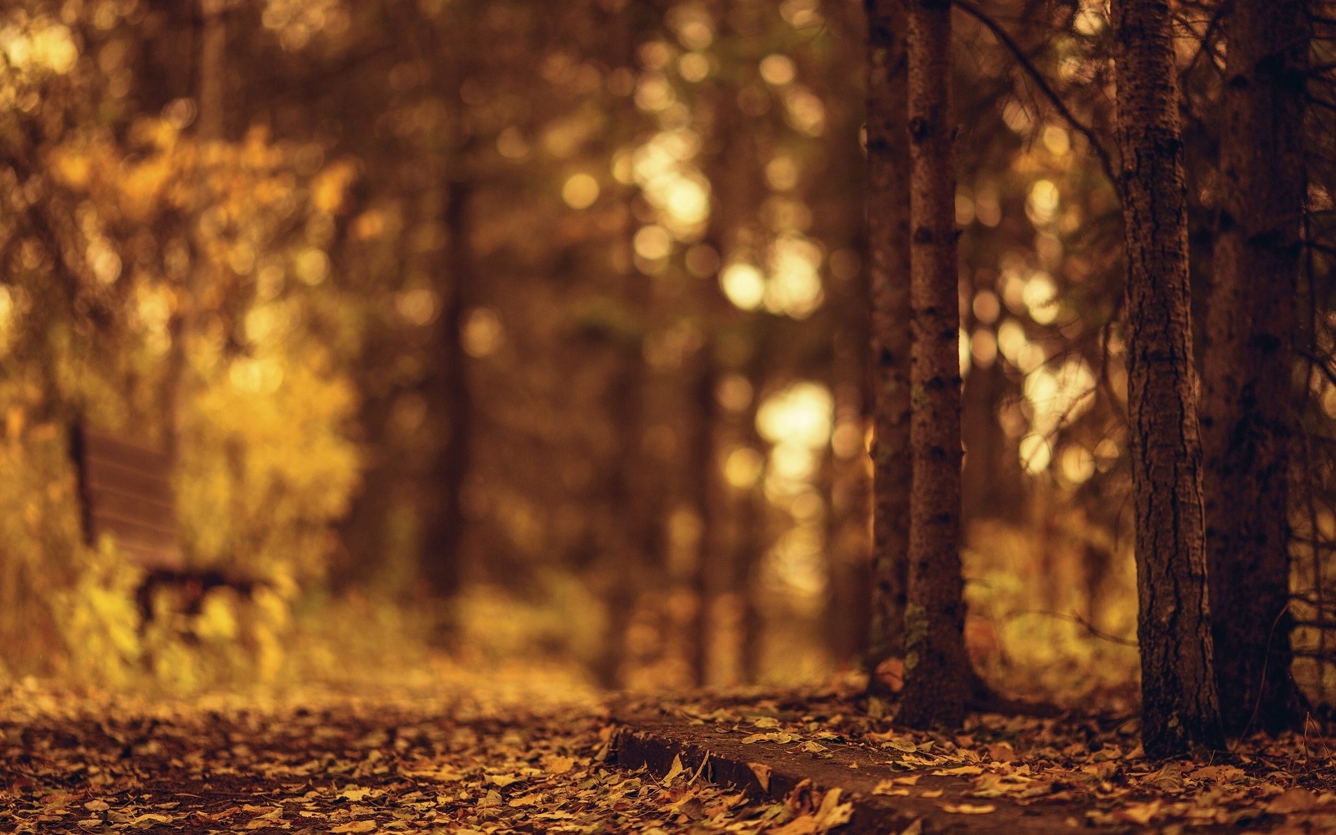 naturaleza árbol árboles hojas hojas otoño banco desenfoque fondo papel pintado widescreen pantalla completa widescreen widescreen