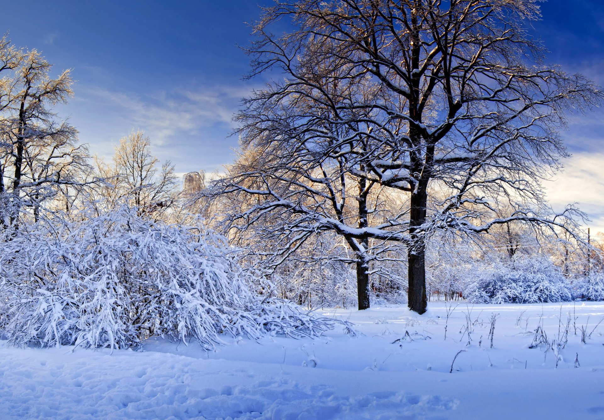 schnee winter bäume natur