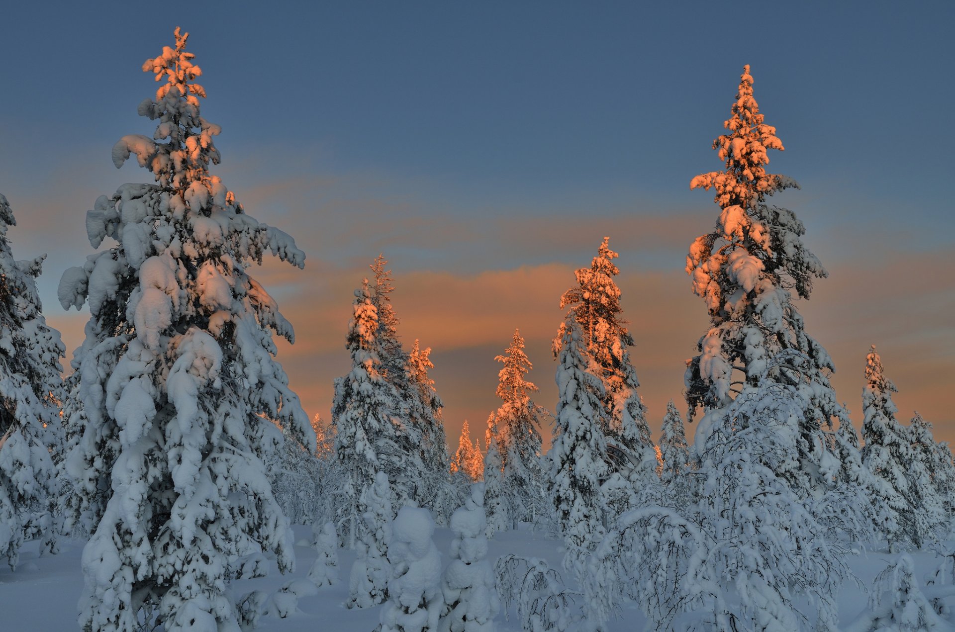 bosque árboles de navidad nieve invierno noche