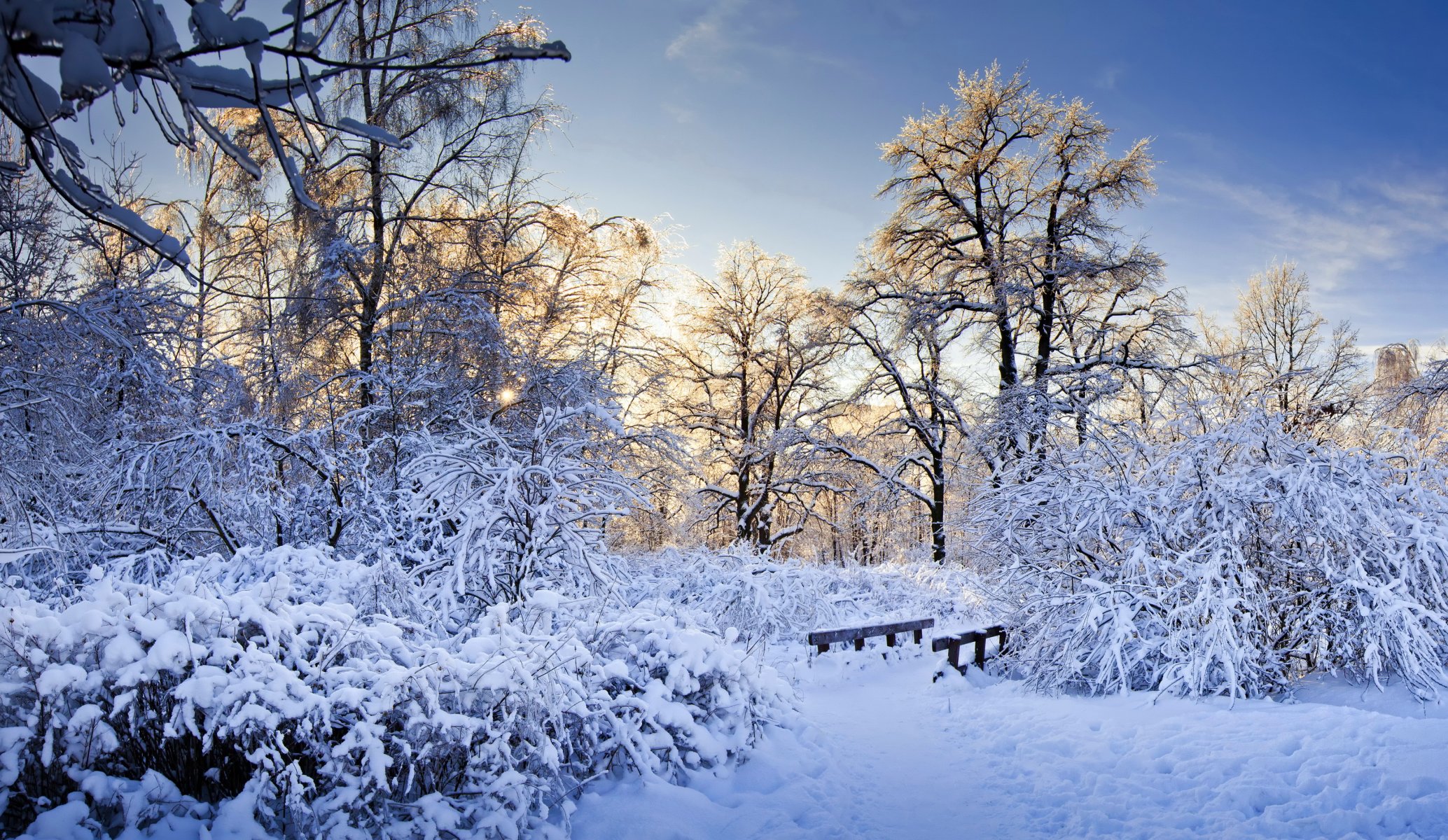 nieve árboles ramas invierno