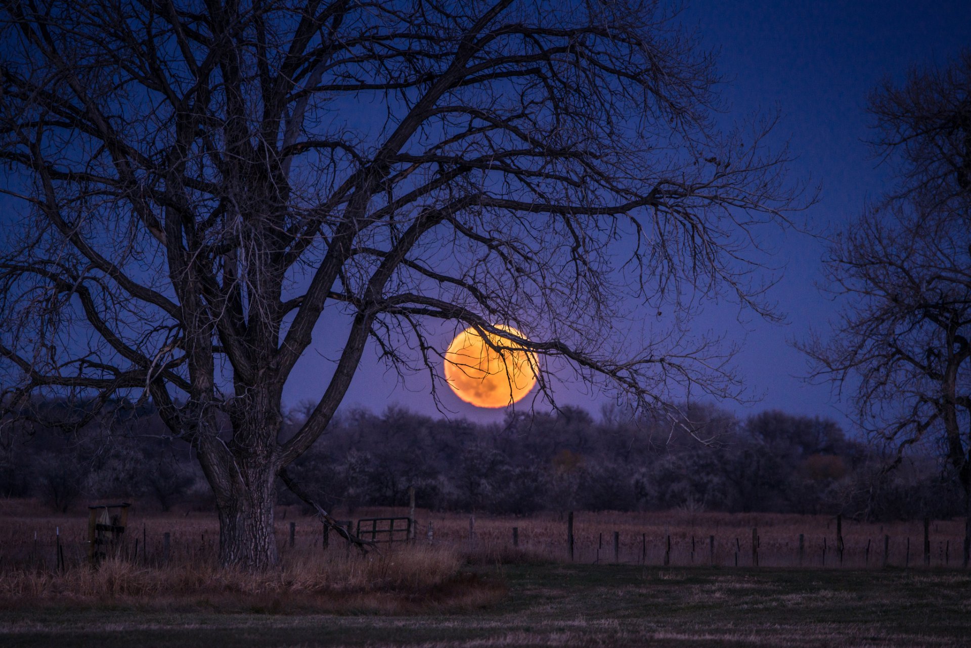 feld lichtung bäume nacht blau himmel mond vollmond