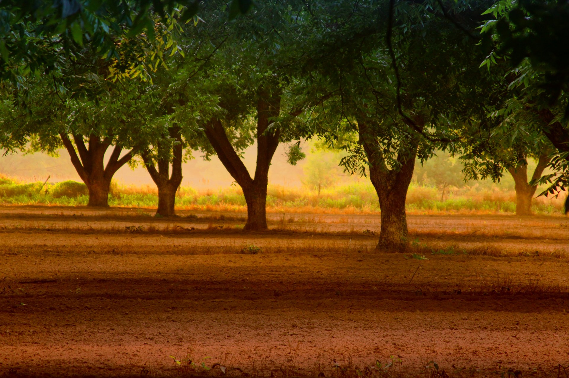 naturaleza árbol árboles hojas hojas follaje fondo papel pintado pantalla ancha pantalla completa pantalla ancha pantalla ancha