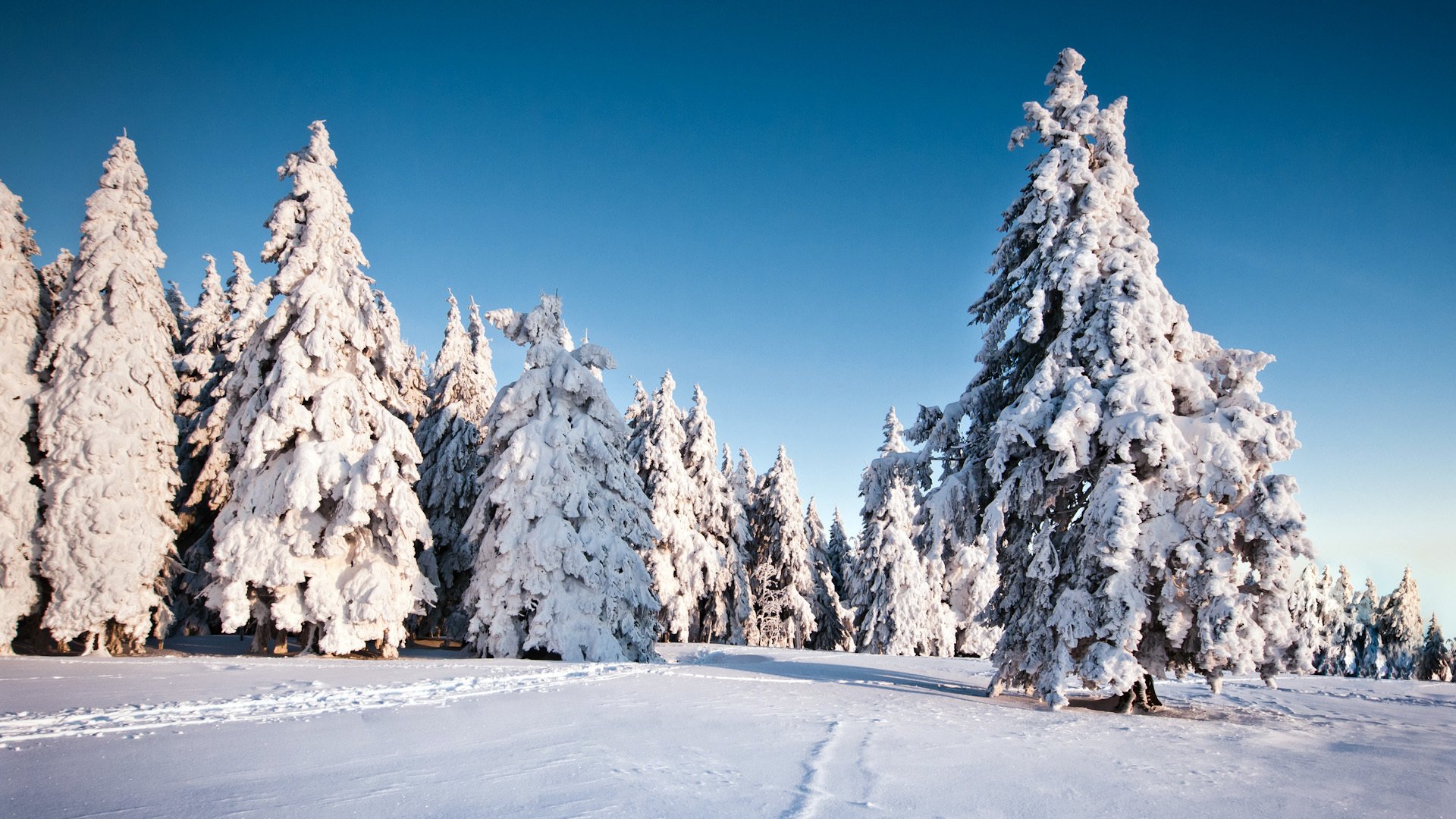 natur bäume winter schnee tanne weihnachtsbaum winter hintergrund tapete widescreen vollbild widescreen