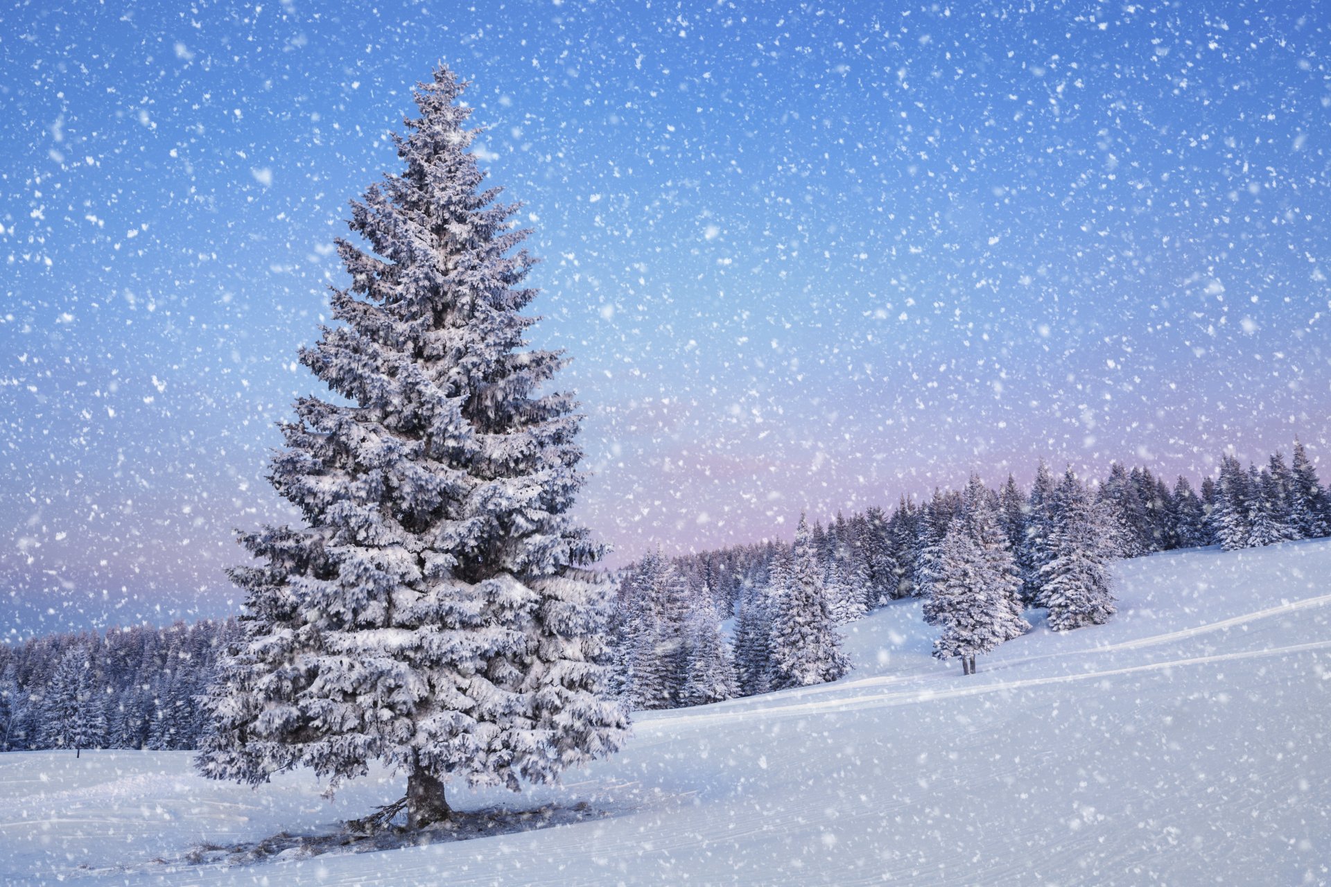 nature landscape christmas tree snow winter of the year