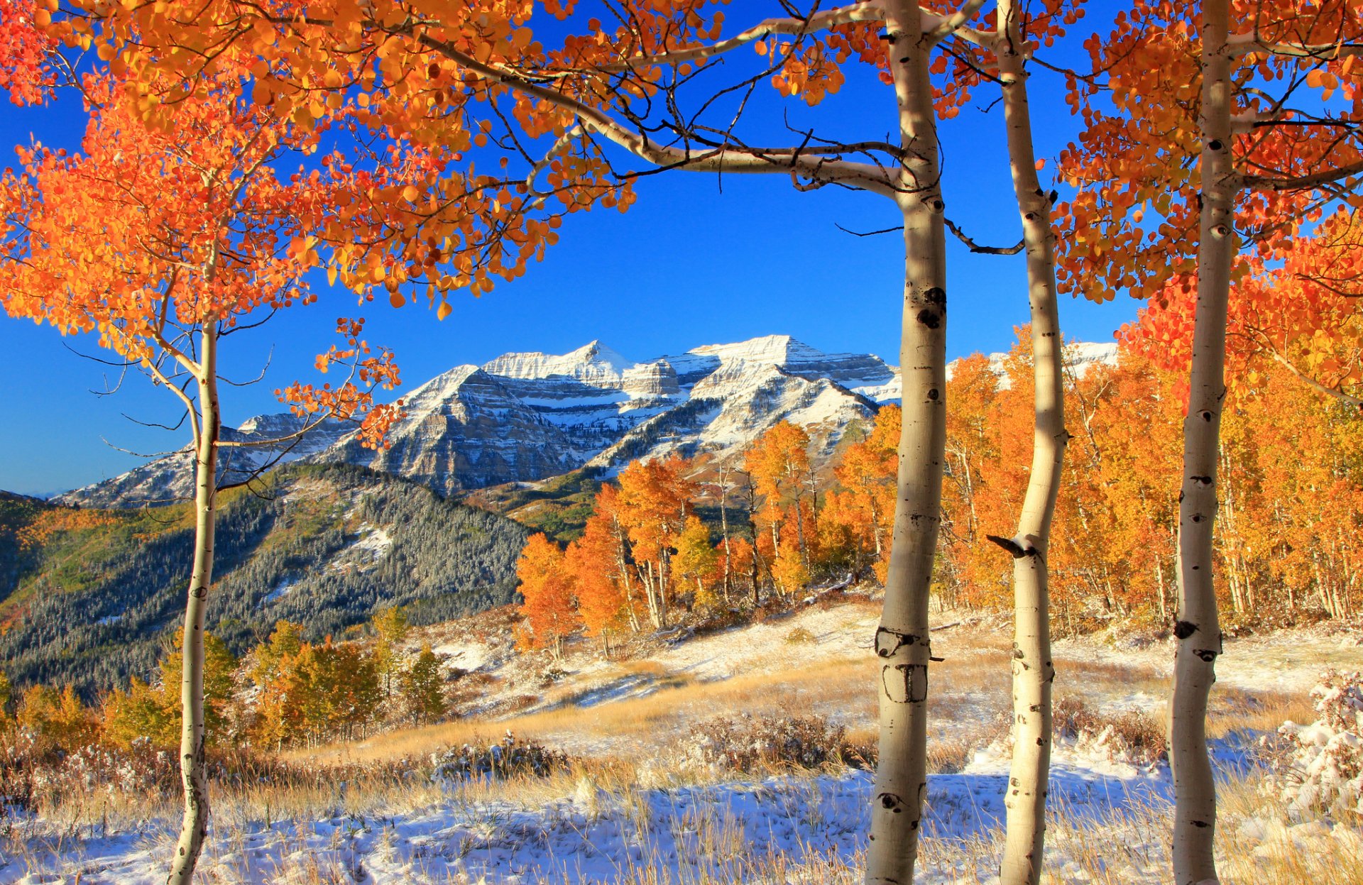 mountain forest tree leaves yellow autumn snow