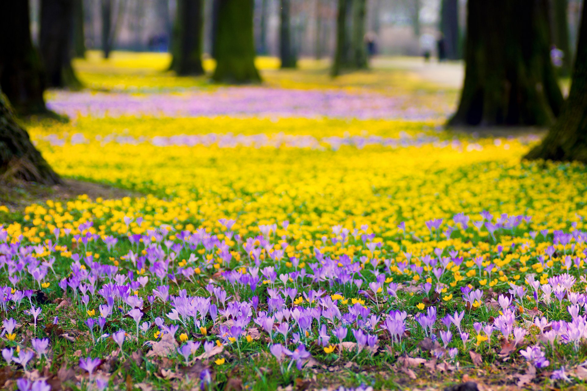 krokusy liliowe kwiaty żółte park drzewa natura wiosna