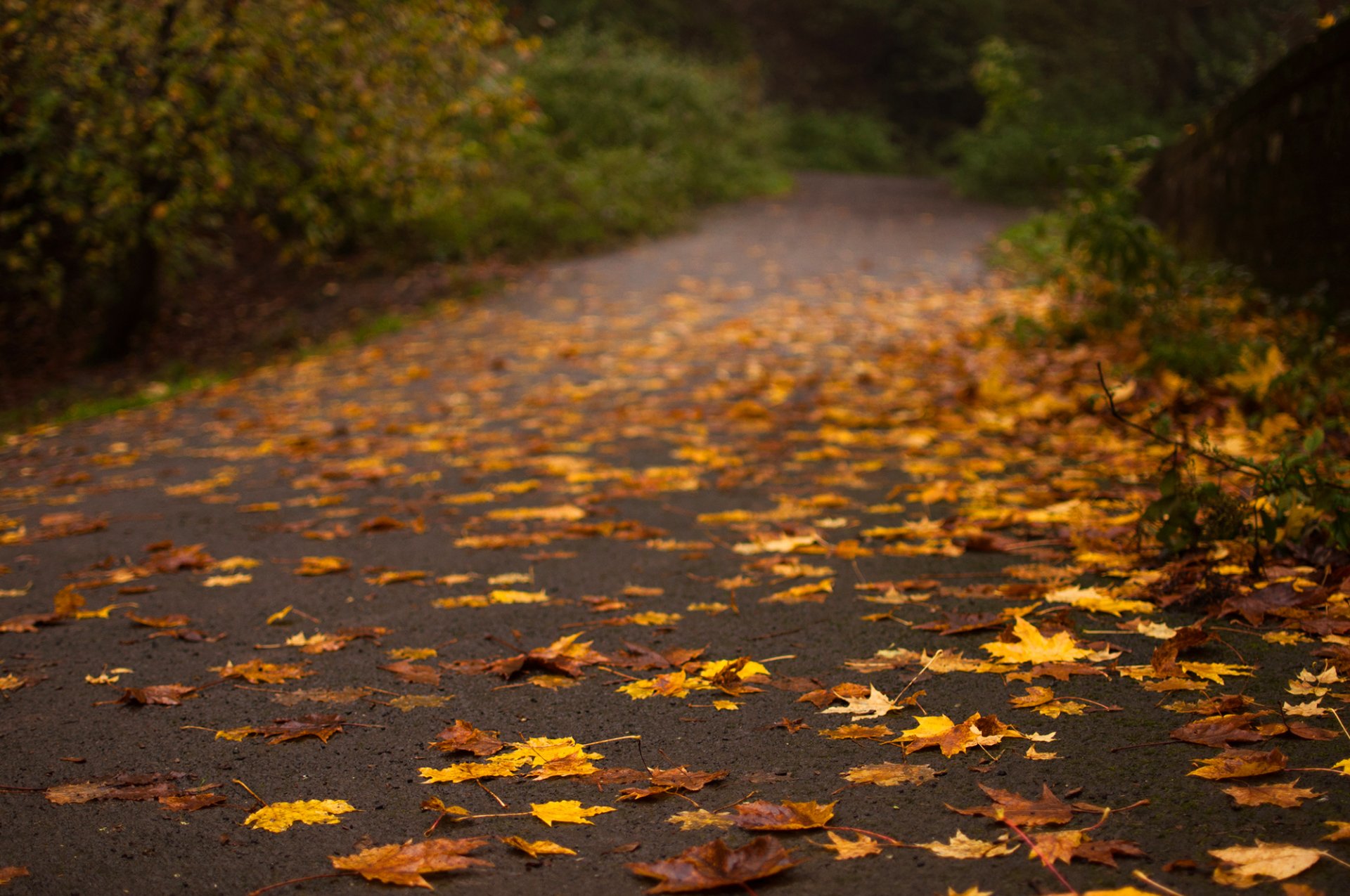 strada asfalto foglie giallo alberi autunno natura