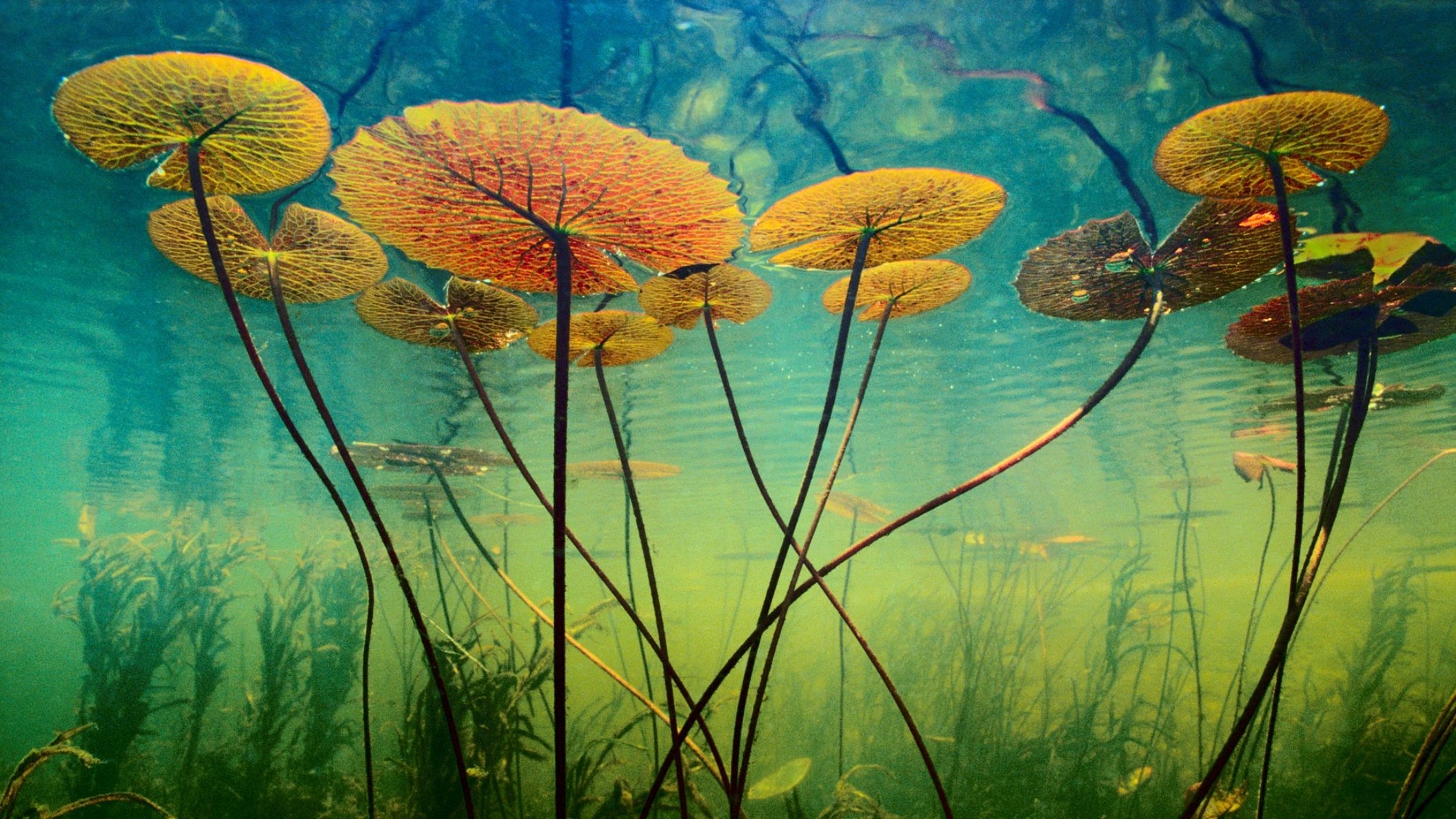 wasser pflanzen unterwasserwelt tiefe algen