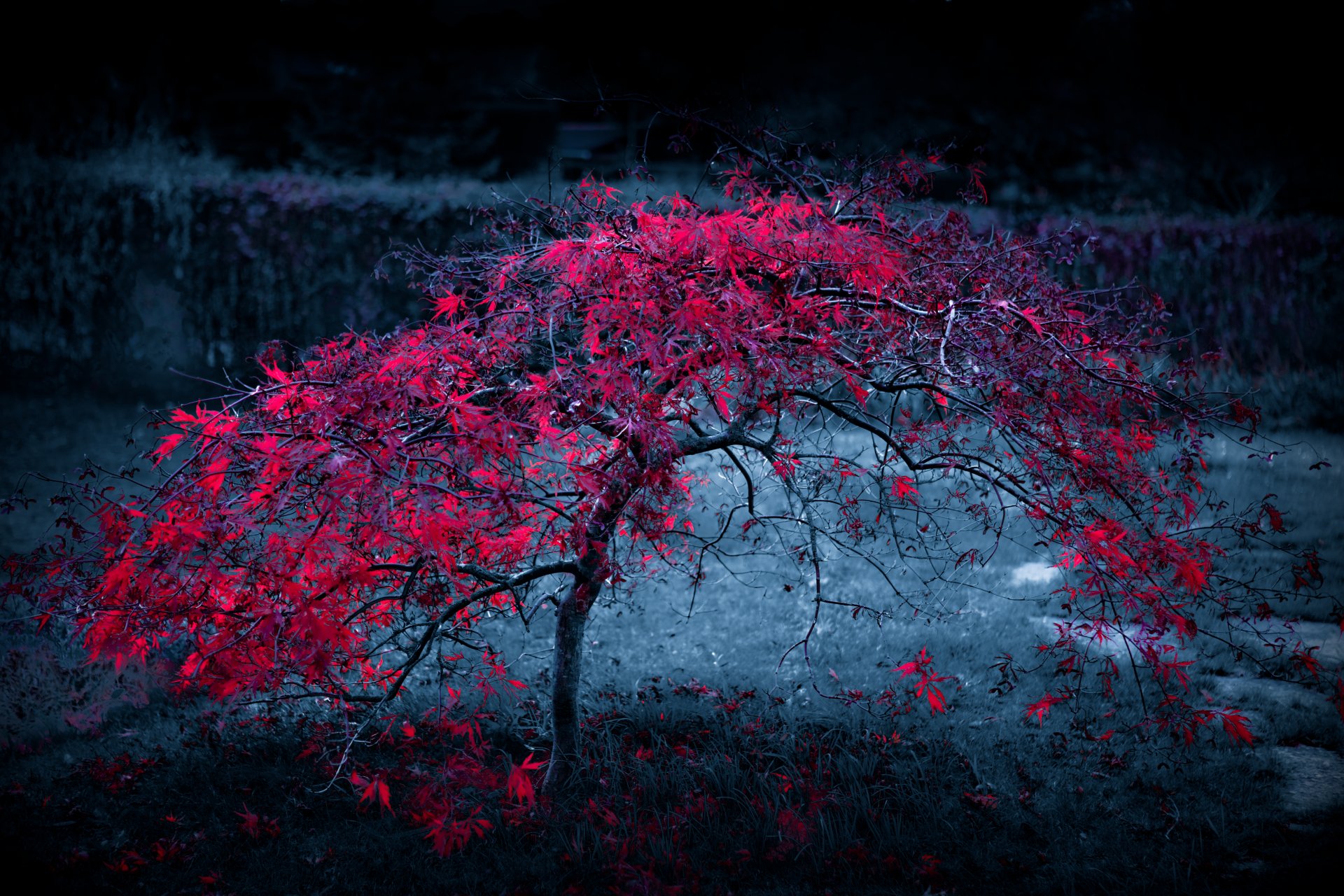 arbre feuilles brouillard lumière pourpre automne