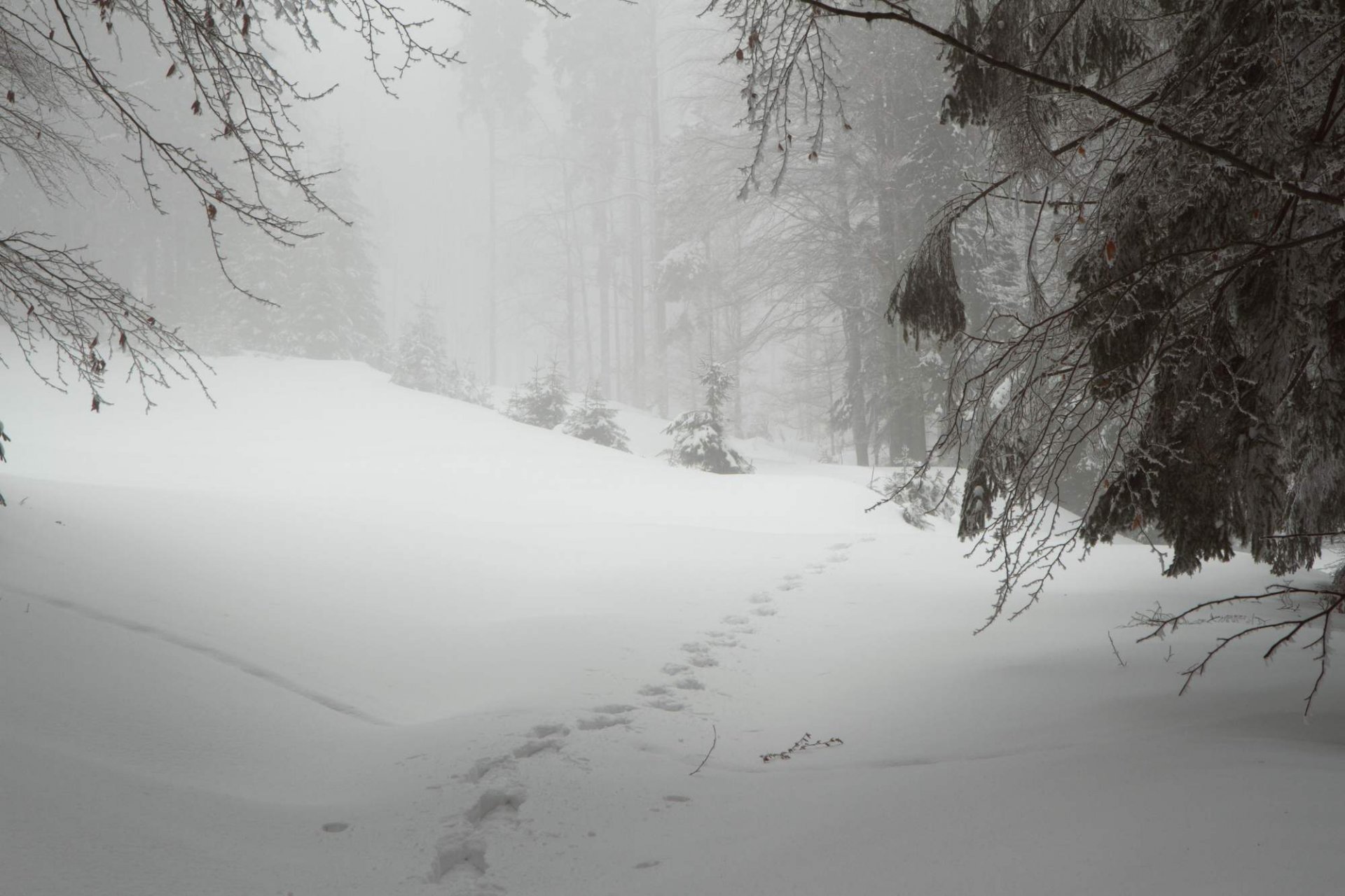 now forest winter nature czech republic šumava plesná