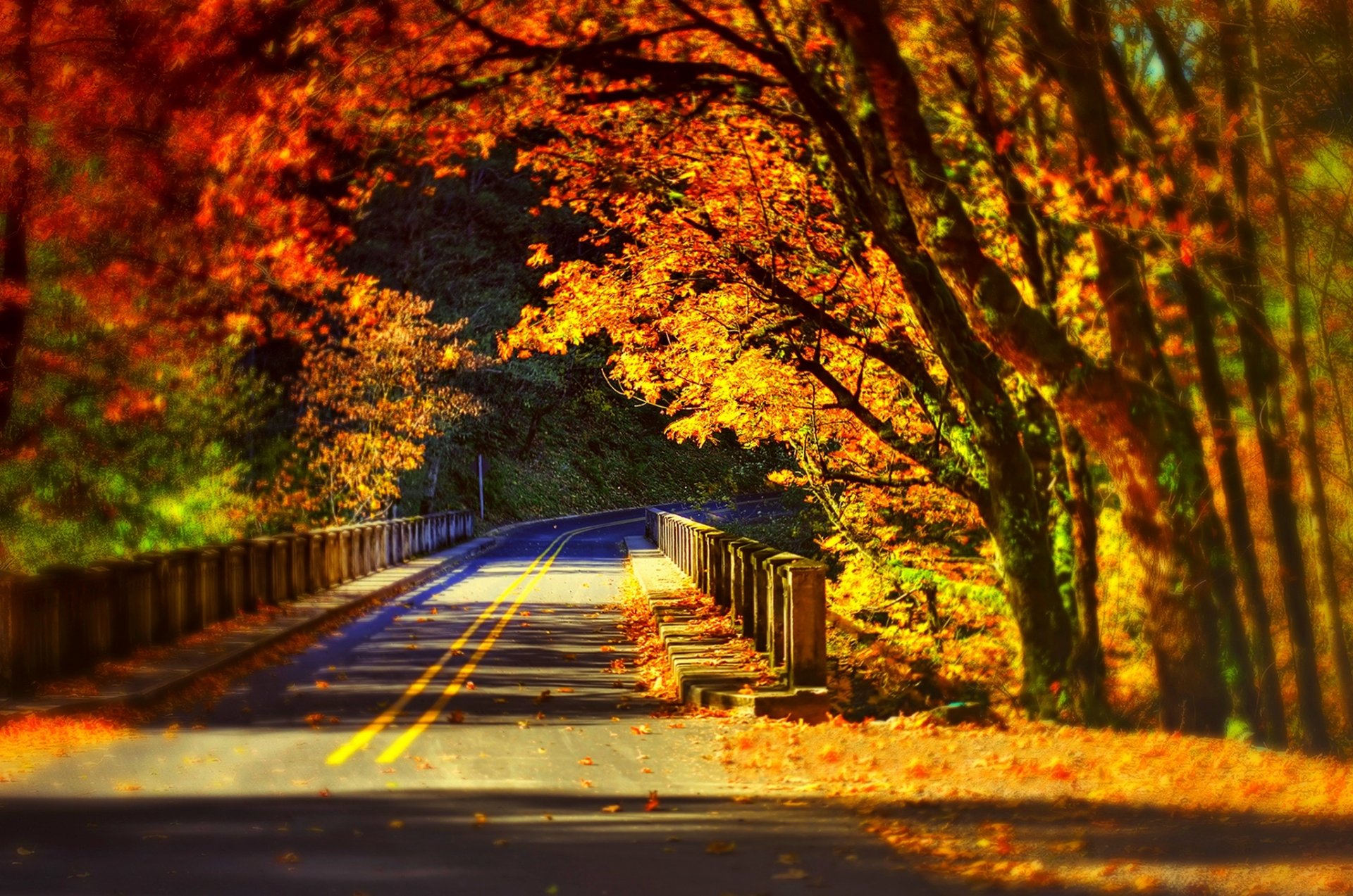 natur wald park bäume brücke blätter bunt straße herbst herbst farben zu fuß