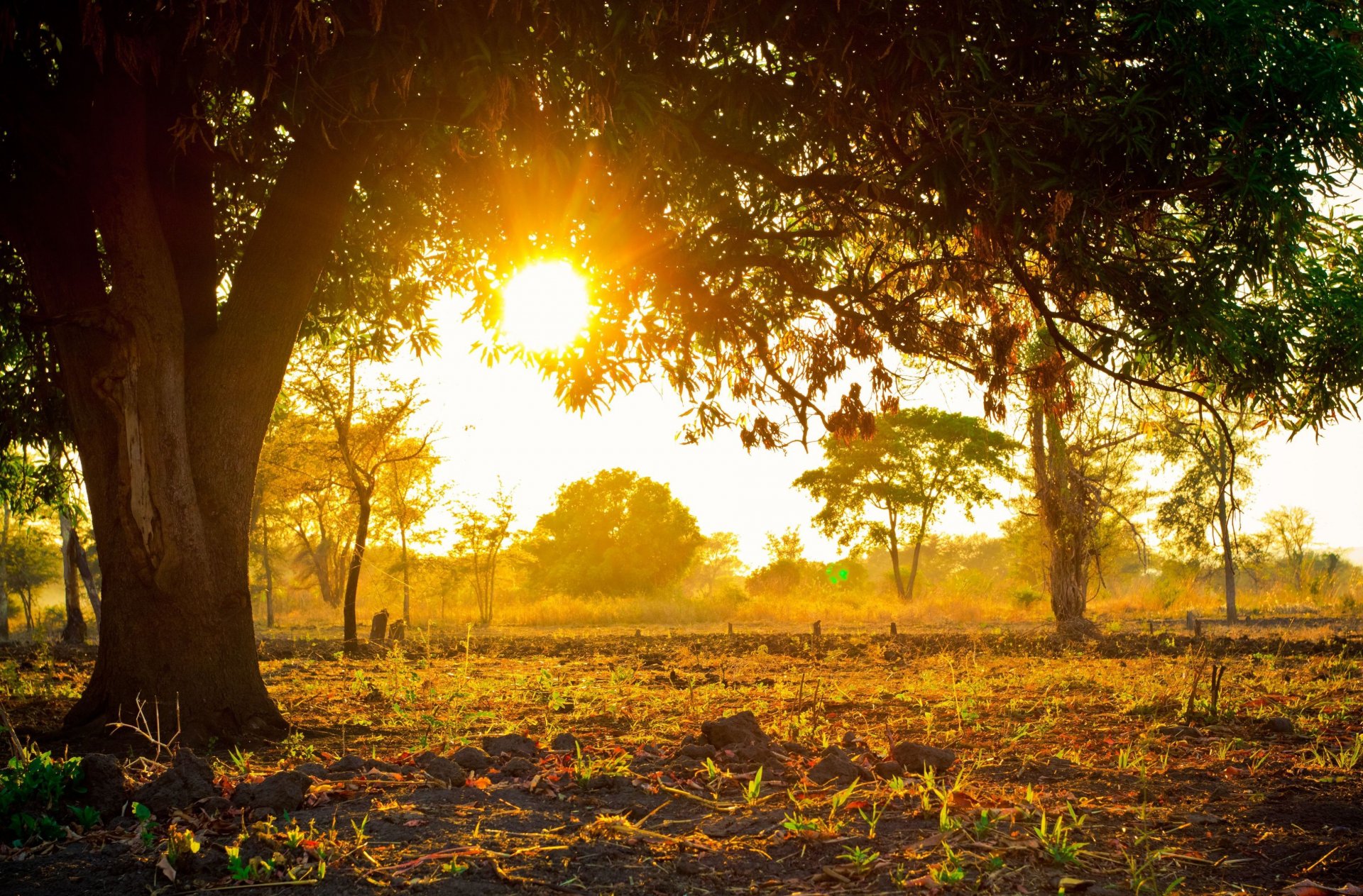 nature tree trees leaves leaves greenery shoots sun day background wallpaper widescreen fullscreen widescreen