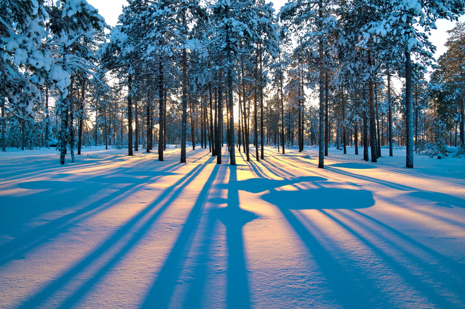 dawn winter tree forest