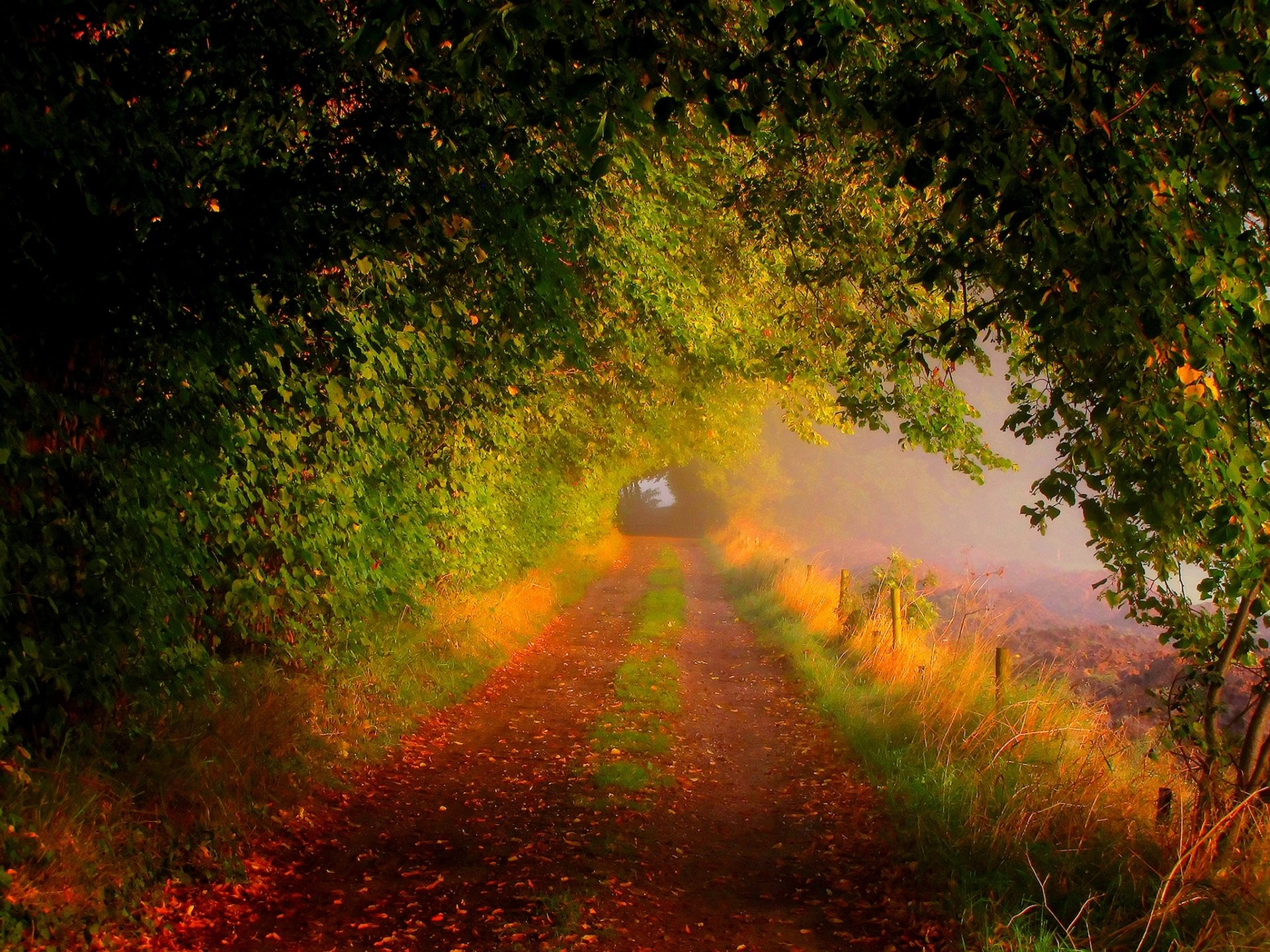 natura foresta campo alberi foglie colorato strada autunno caduta colori passeggiata