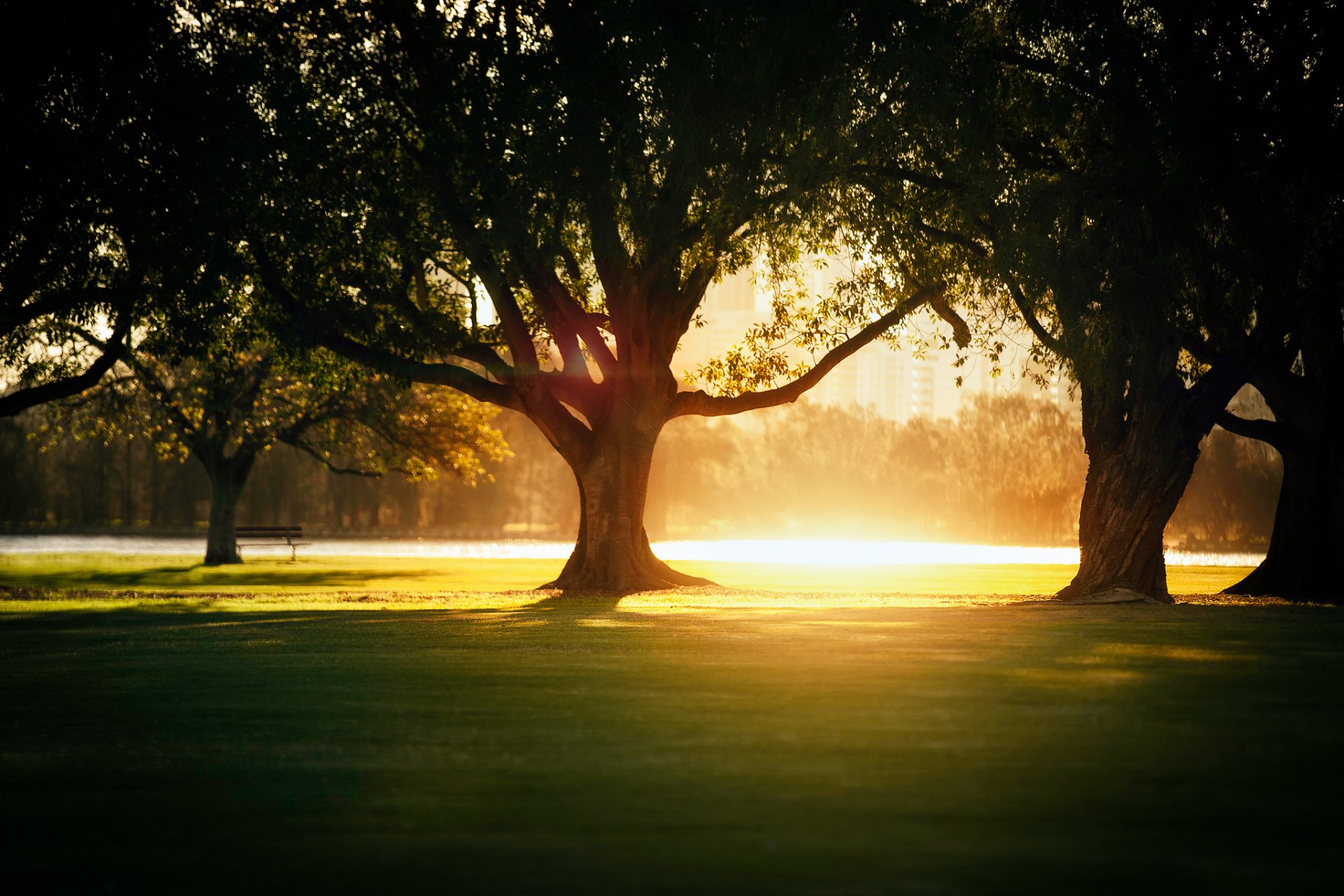 luce calore alberi ombra parco città