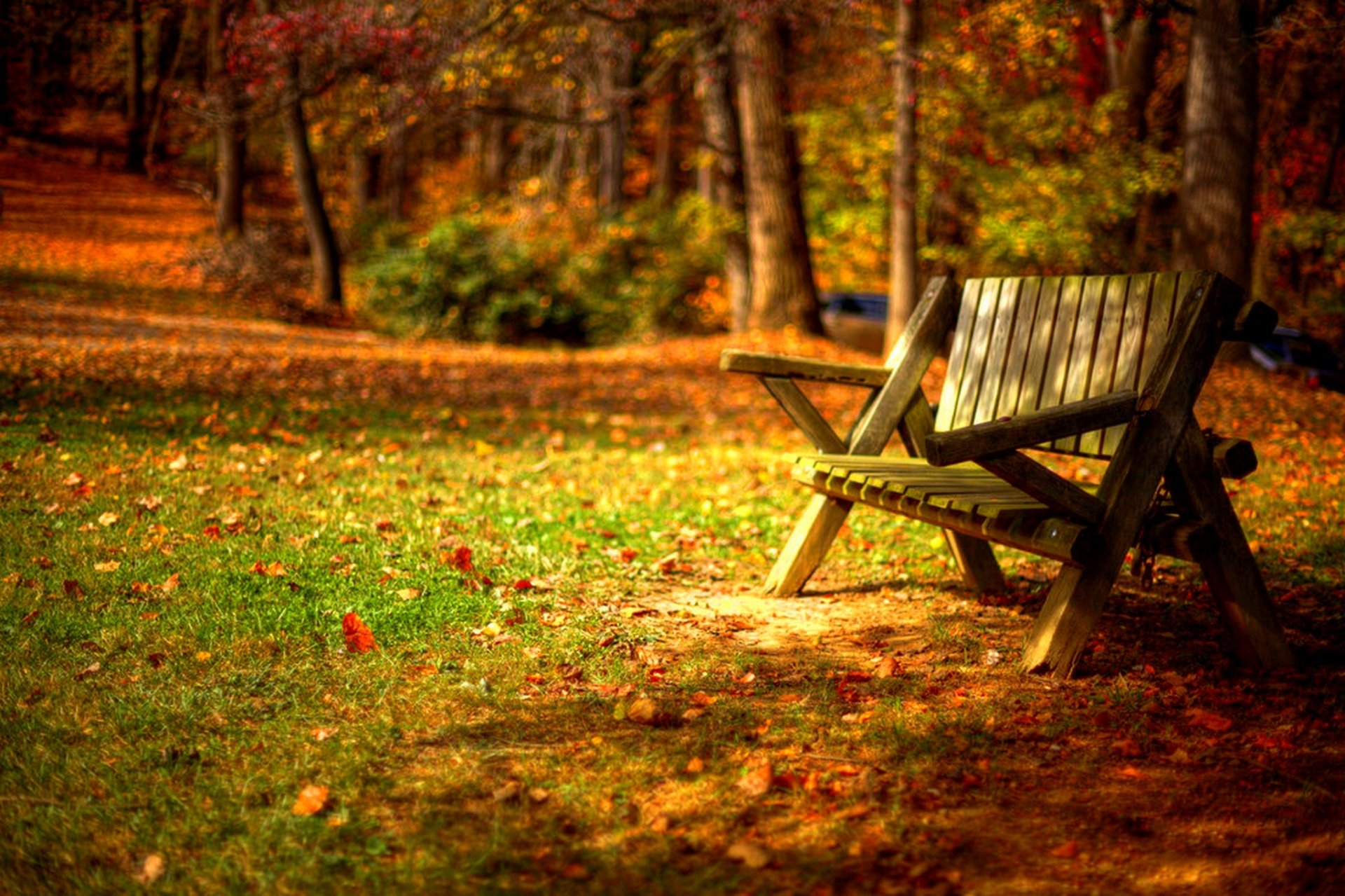 feuilles arbres forêt parc herbe route couleurs automne marche hdr nature banc banc