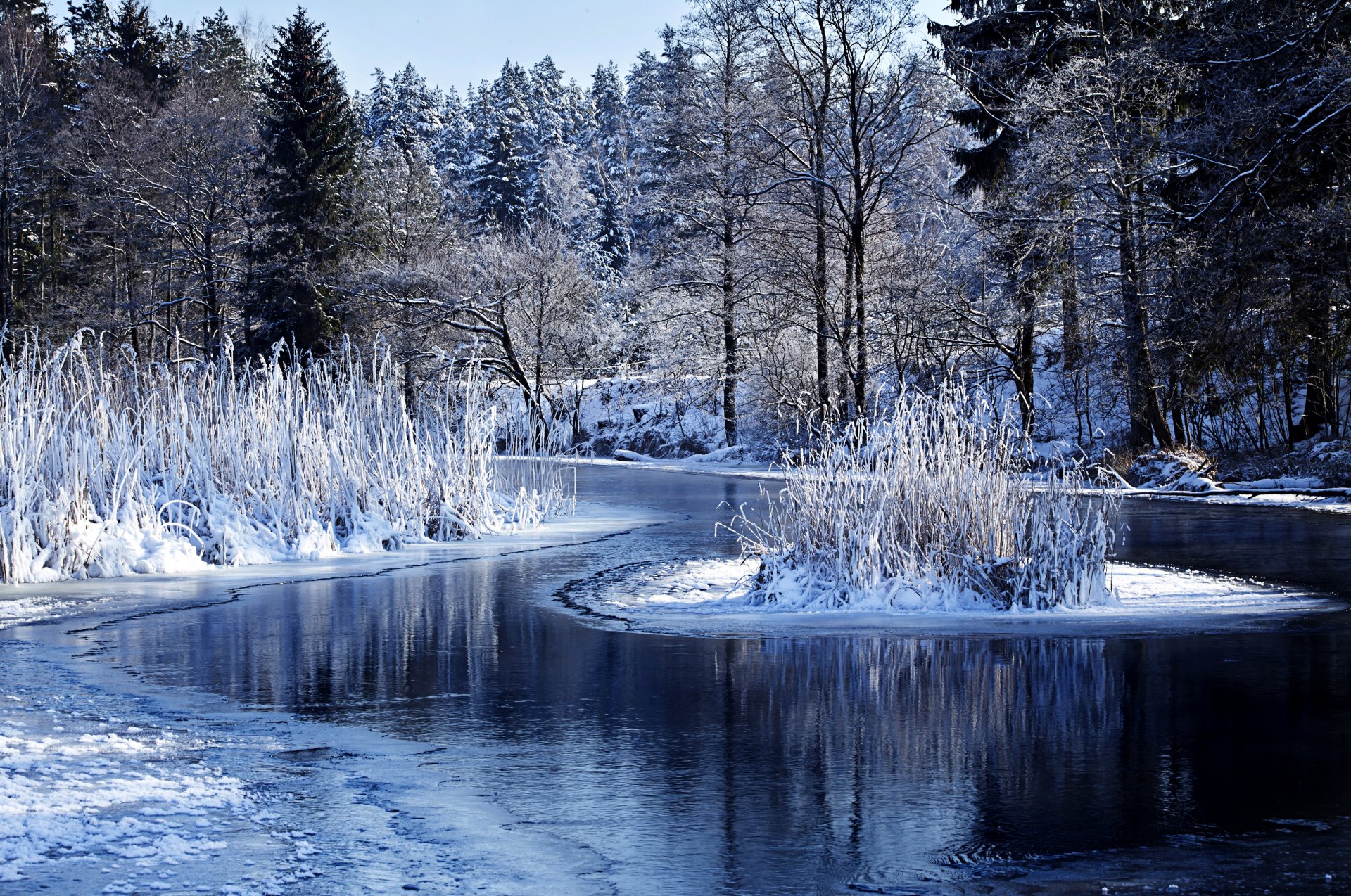 winter nature forest lake water snow tree bush