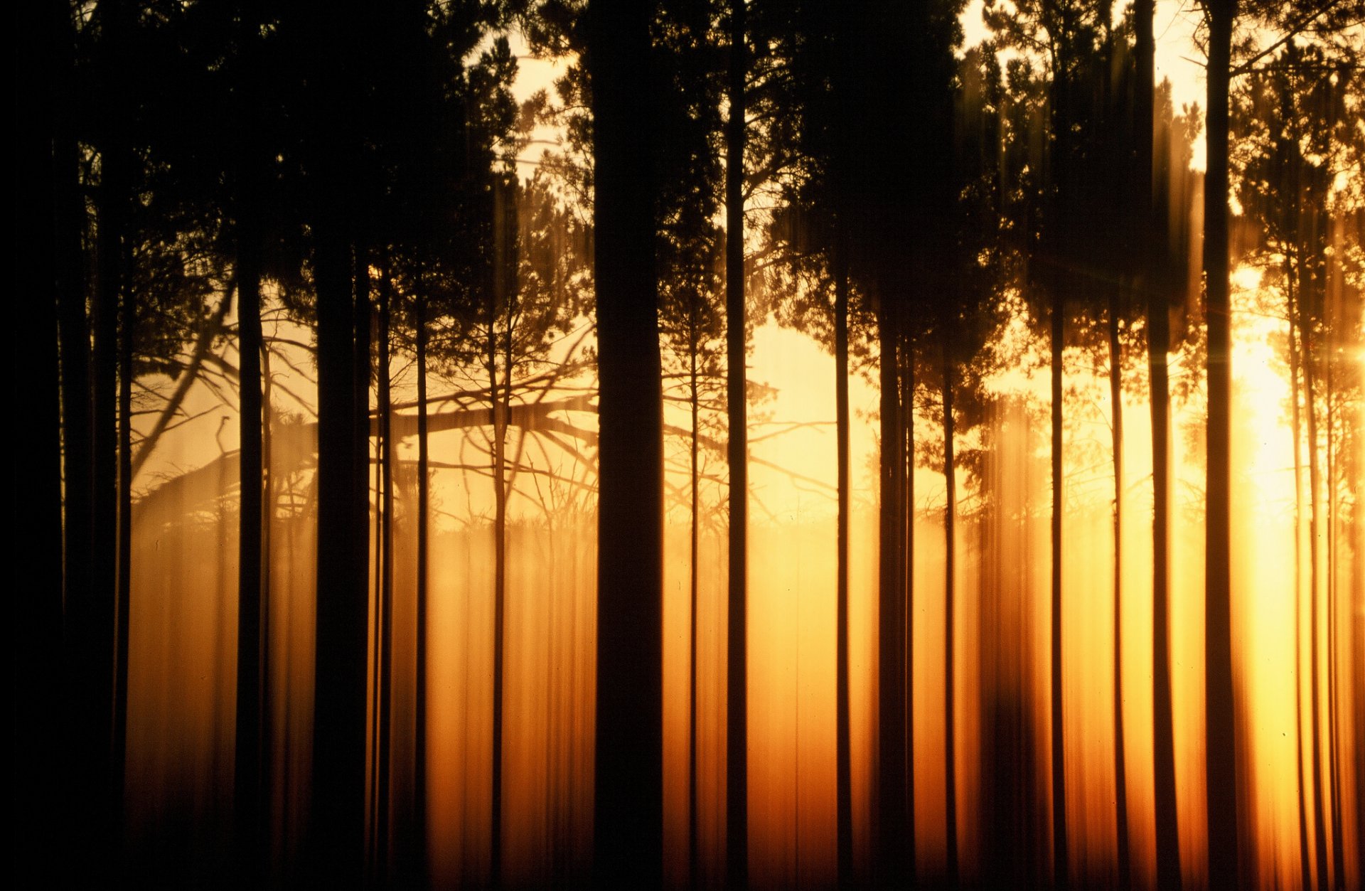 natur landschaft baum bäume schwarz orange schatten abend hintergrund tapete widescreen vollbild widescreen widescreen