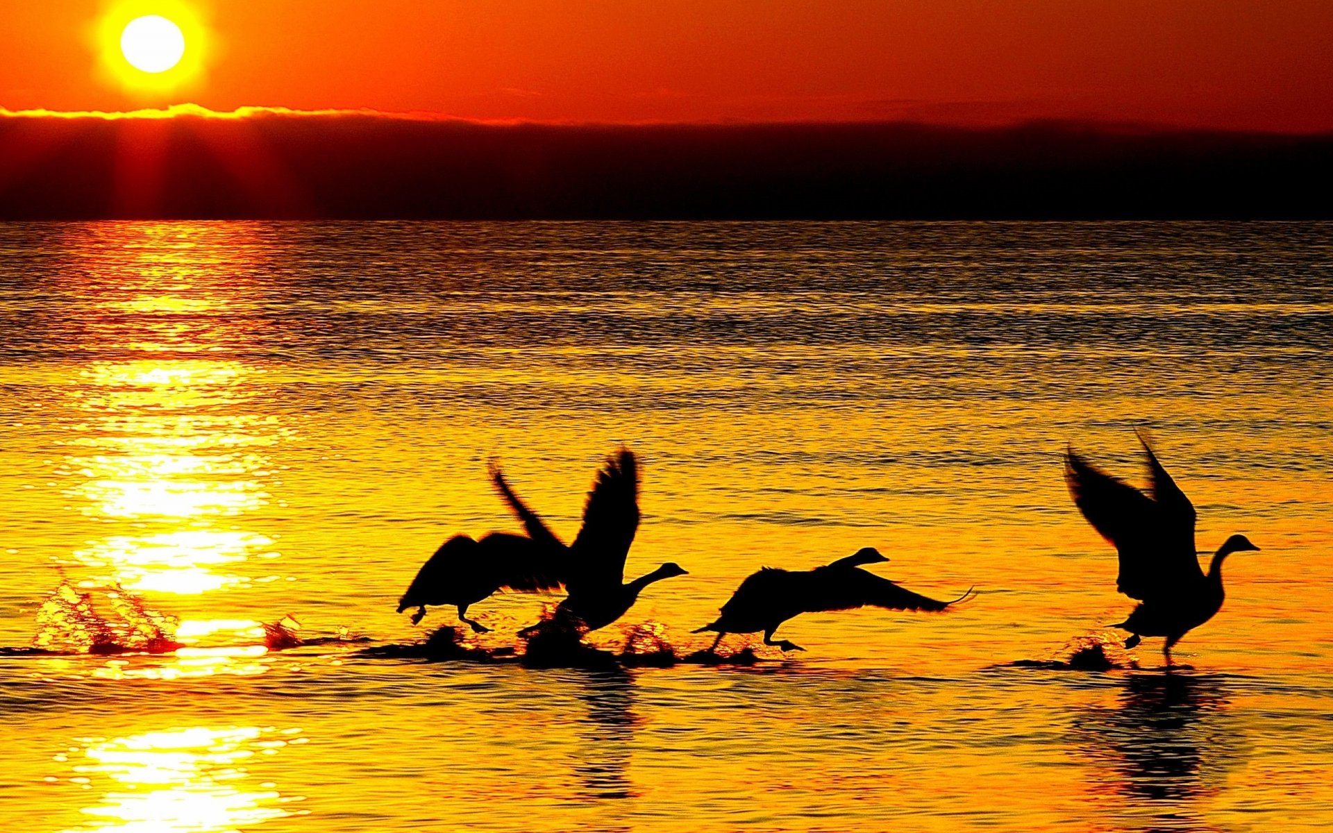 naturaleza gansos cisnes siluetas mar río agua reflexión olas sol puesta de sol fondo fondo de pantalla pantalla ancha pantalla completa pantalla ancha