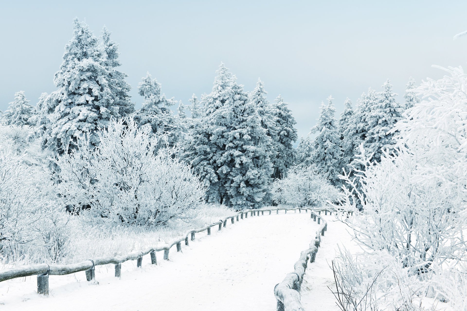 natura krajobraz zima śnieg drzewa